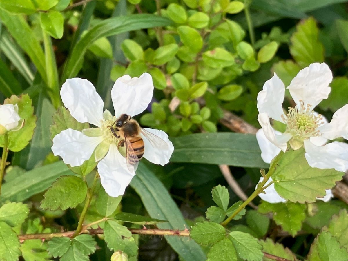 honeybee on a dewberry blossom